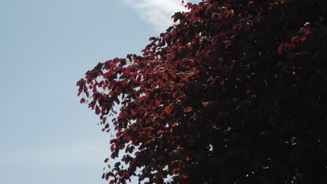 Reife-Rotbuche-Gegen-Blauen-Himmel