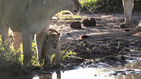 Close-up-of-a-lioness-and-her-cub-drinking-at-a-waterhole