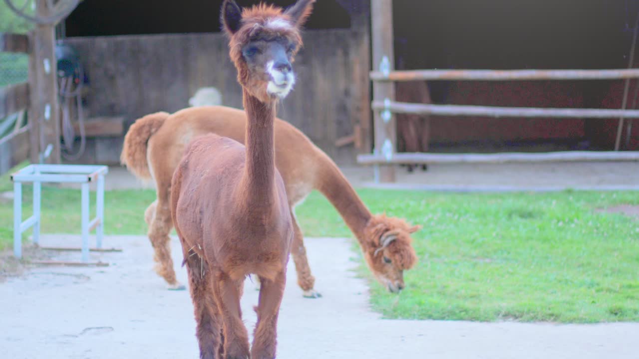 toma en cámara lenta de 4k de una alpaca mirando con codicia a la cámara y limpiándose después, con otra alpaca y un granero en el fondo borroso