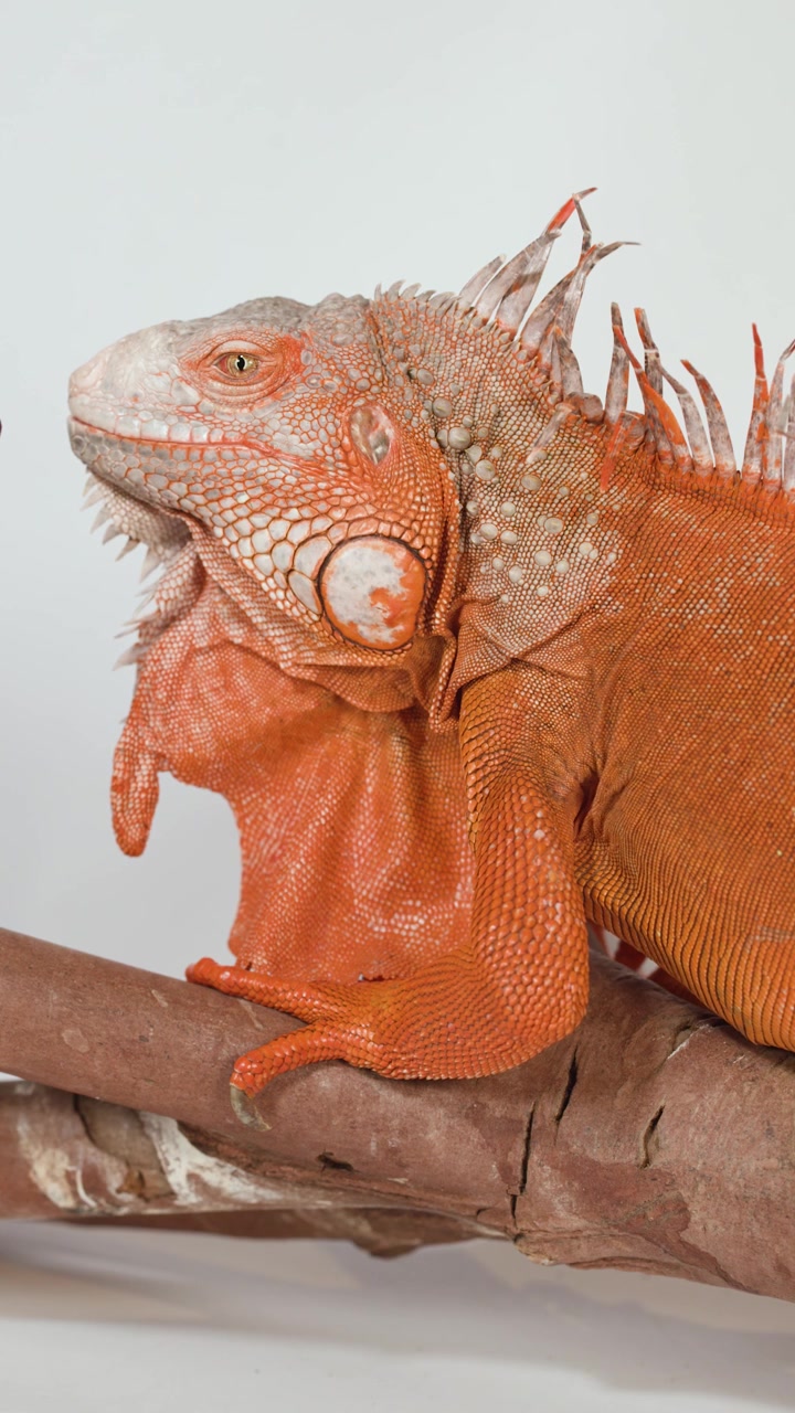 Primo piano di profilo di un'iguana rossa appollaiata su un ramo con una morbida illuminazione da studio.