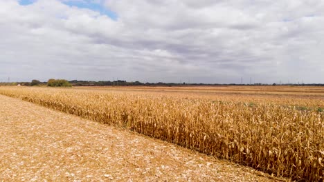 hermoso video agrícola durante un hermoso día soleado