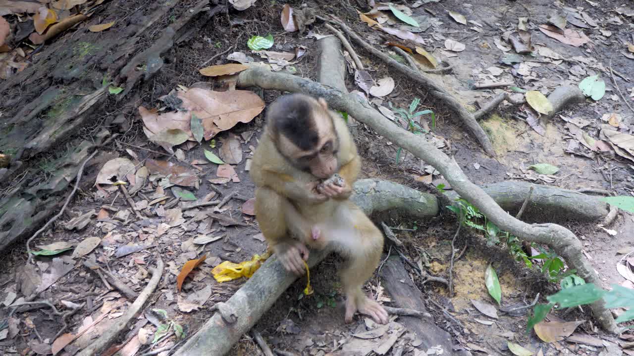 los macacos con cola de cerdo son conocidos por su naturaleza lúdica y curiosa.