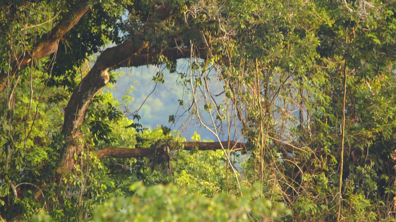 Tambopata’s treetop canopy stretches wide in Peru’s Amazon, alive with color and dense foliage.