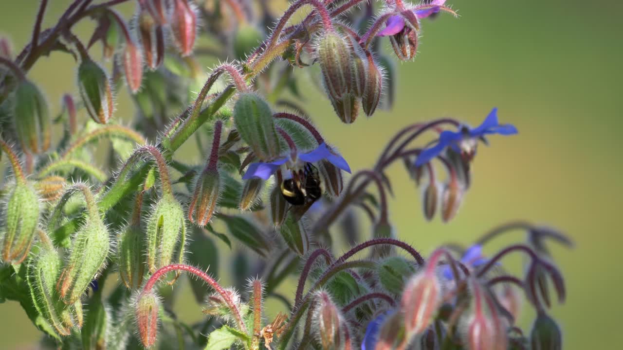 abeja colgando al revés en la flor de borraja y luego volar lejos