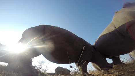 Nahaufnahmen-Aus-Der-Nähe-Von-Südlichen-Breitmaulnashörnern-Beim-Fressen-In-Der-Wildnis-Afrikas