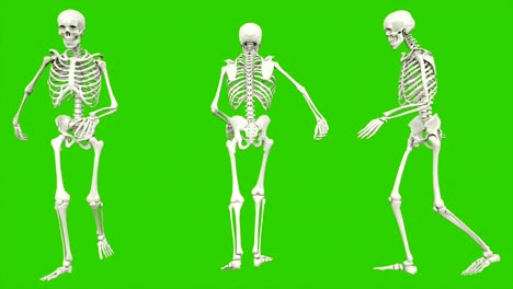 skeleton moonwalk. seamless loop animation on green screen.
