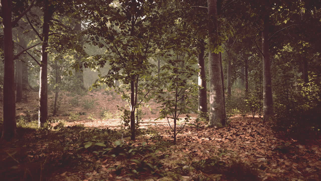 Light shining down in nature