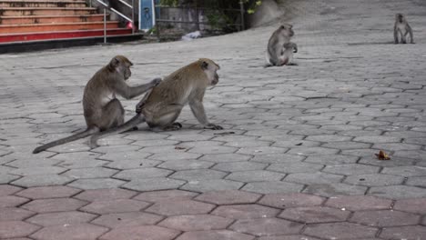 macaque de cola larga recogiendo piojos en las cuevas de batu en malasia