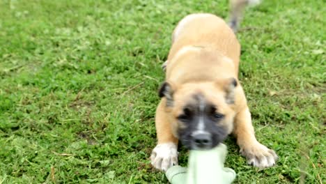 puppy playing with a cloth toy in the grass