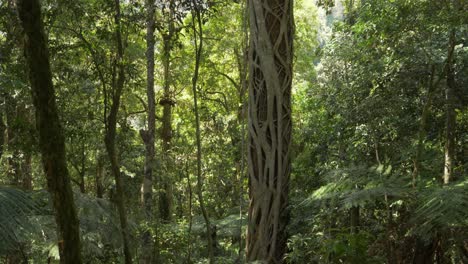 tall tree with roots at the rainforest - o'reilly's rainforest retreat in qld, australia - tilt down