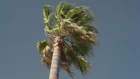 Palm tree on a windy day in slow motion