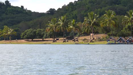 telephoto shot of water buffalo herd grazing on shore in distance with palm trees and boats