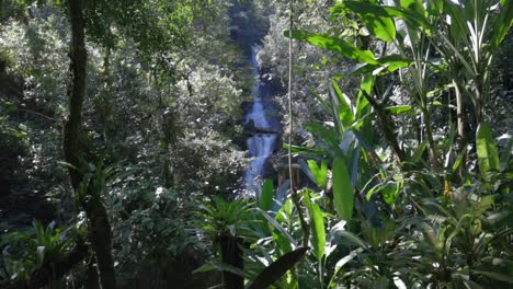 la naturaleza profunda de la selva tropical, el exuberante dosel de los árboles tropicales, las pozas, méxico