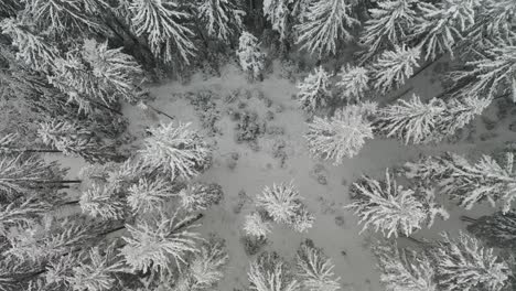Vuelo-De-Drones-Paisaje-Nevado-En-La-Selva-Negra-Alemania