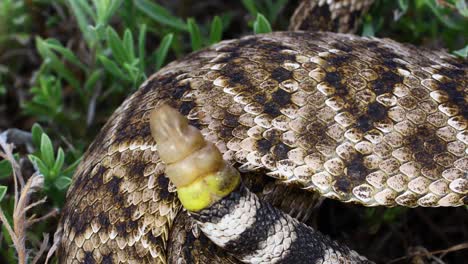 Statisches-Video-Einer-Western-Diamondback-Klapperschlange