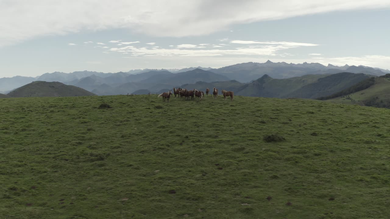 caballos salvajes pastando en los verdes campos de col inharpu con una hermosa cordillera en el fondo, pirineos vascos, francia