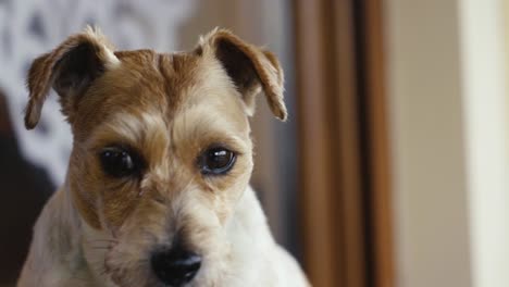 close up of jack russell terrier face while look around and eyes blink