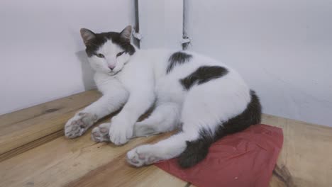 white sleepy cat with black markings lying on wooden table watching camera
