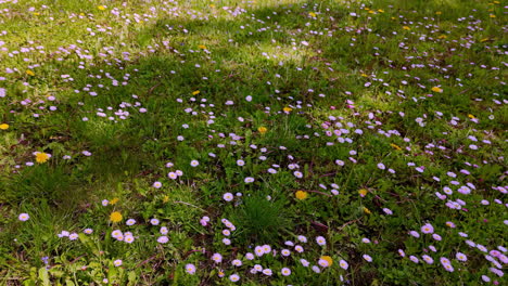 a carpet of tiny pink and white daisies speckles a green lawn under soft, dappled tree shadows, captured in a ground-level glide that evokes spring freshness, color, and calm