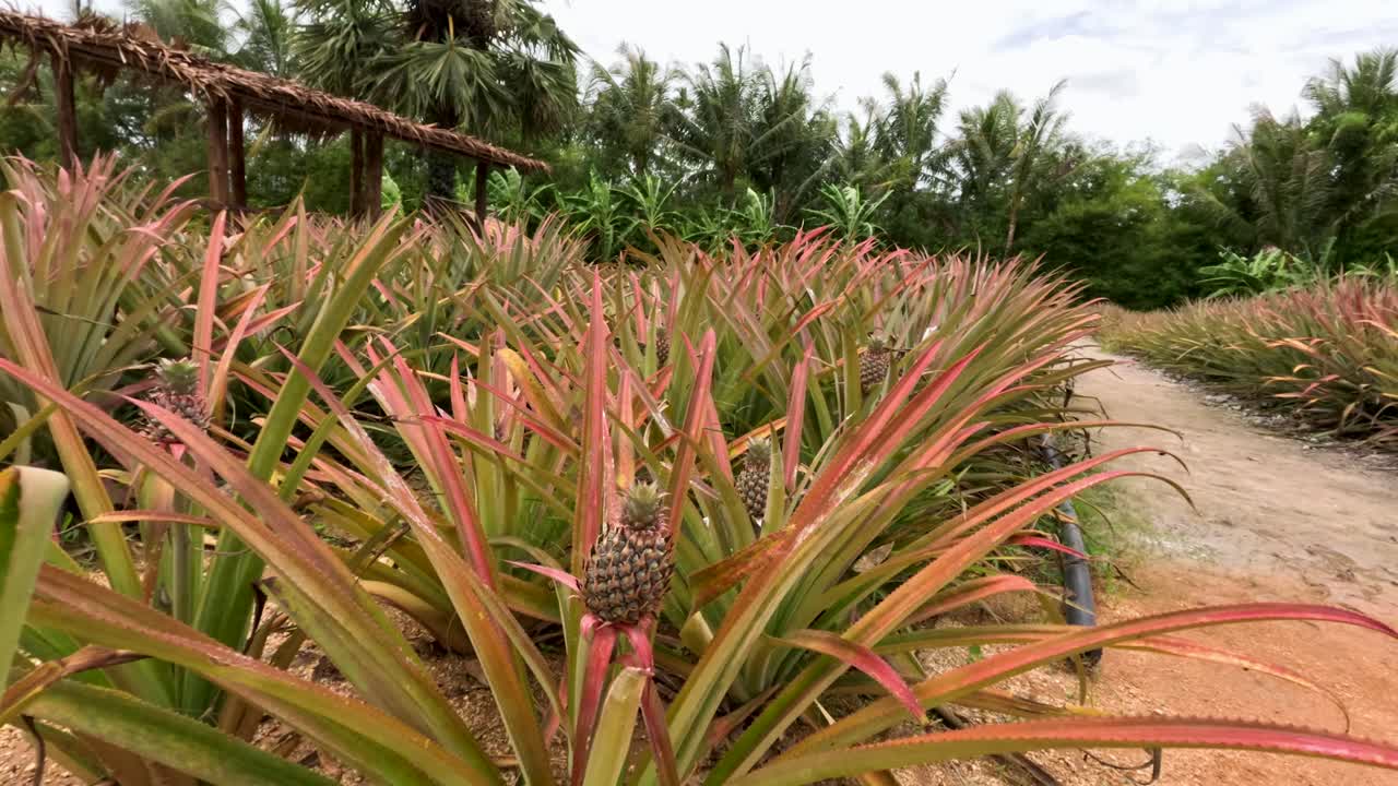 Close-up of pineapple plant in lush tropical farm, natural daylight, slow camera movement, rural Thailand