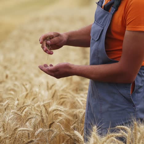 farmer checks dry wheat in field. unrecognizible worker in golden field