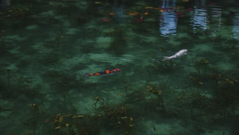 beautiful koi swimming through colorful nameless pond in seki, gifu japan