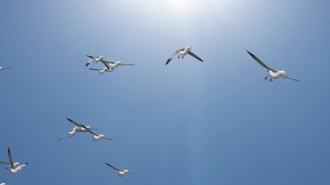 Background of group seagulls flock of homing pigeons flying loop seagull soaring over the