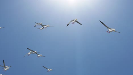 background of group seagulls flock of homing pigeons flying loop seagull soaring over the