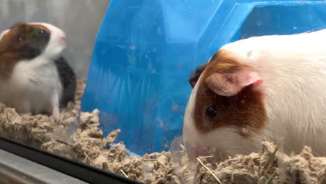 two guinea pigs in a pet store eat food and groom themselves next to a blue dome in slow motion