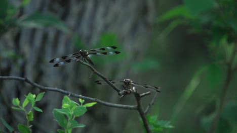 A-couple-dragonflies-resting-in-a-forest-in-slow-motion-