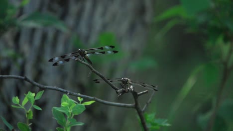 a couple dragonflies resting in a forest in slow motion