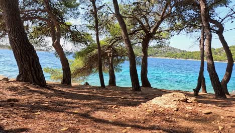 peaceful seaside forest with turquoise sea perfect for relaxation, island summer scene, static