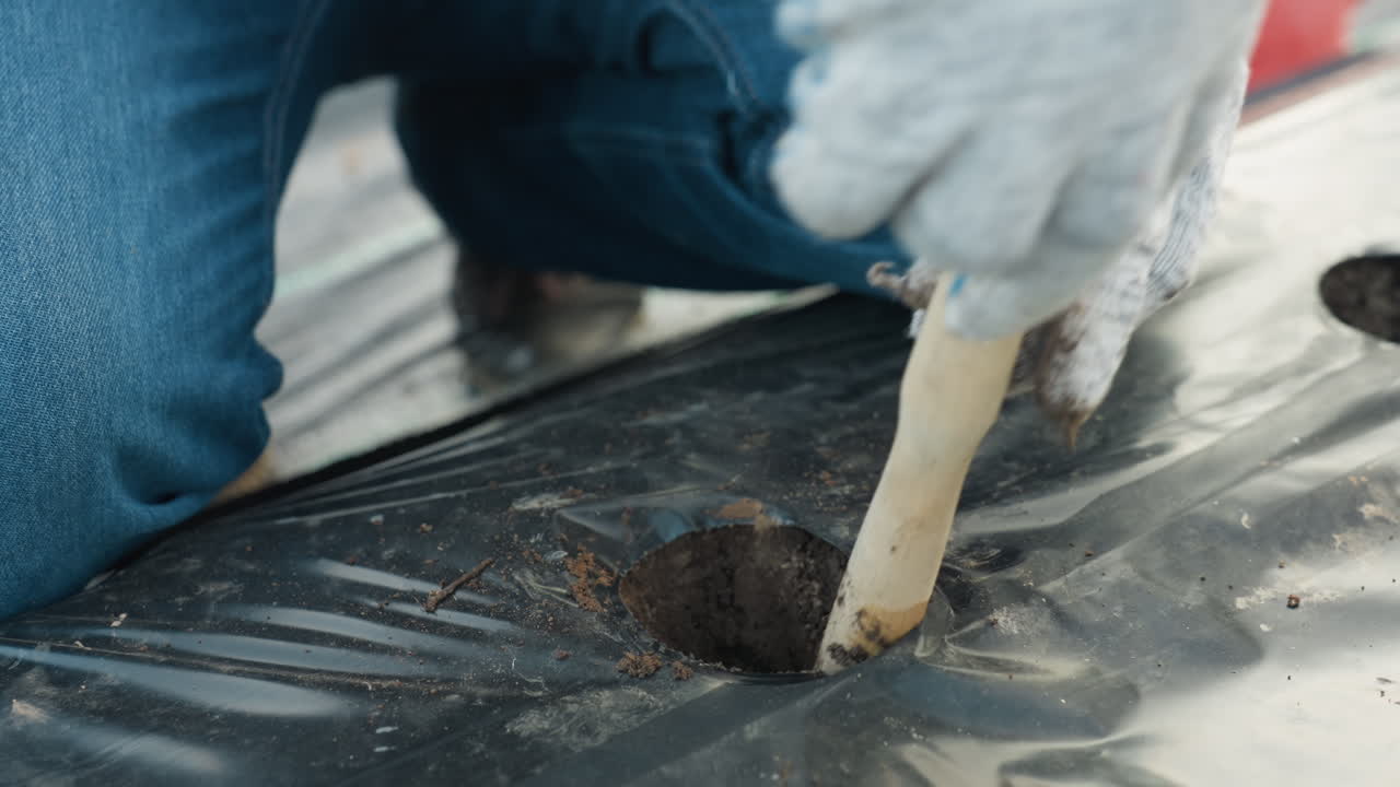 close up gardener wearing gloves burrowing soil with fork handle through plastic mulch holes on garden bed, focused on textured earth displacement