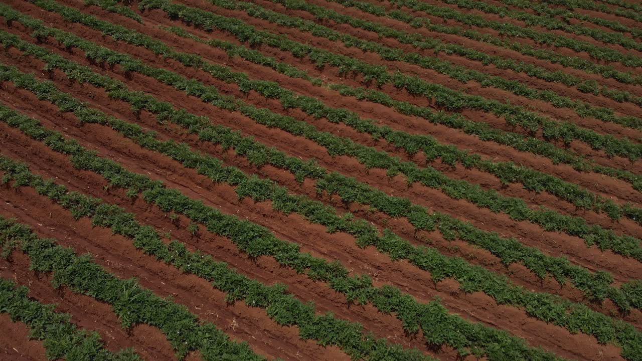 tierras agrícolas y cultivos que se cultivan en un vasto campo de hawaii
