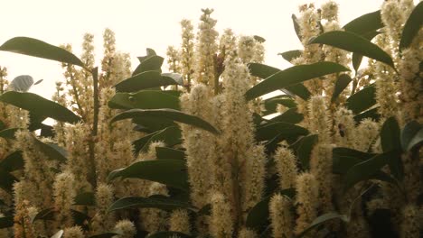 Bees-and-insects-fly-around-the-flowers-of-a-cherry-laurel-hedge-in-a-garden