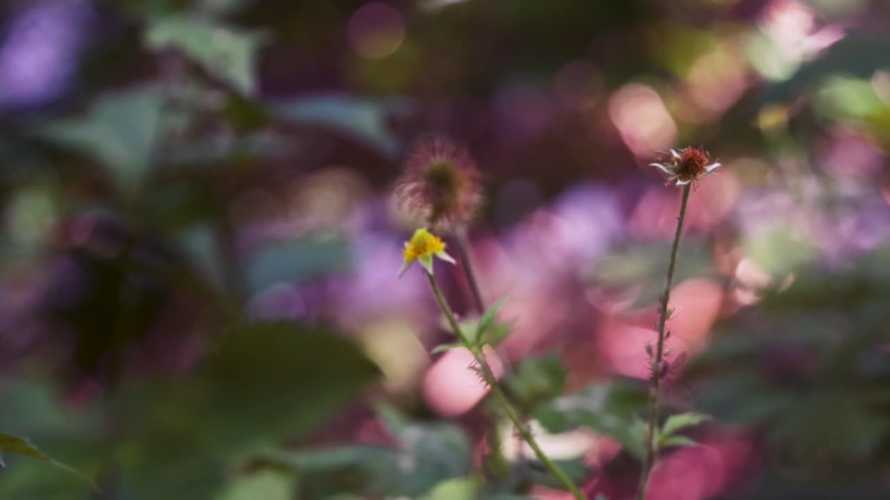Wood avens, herb Bennet, colewort, St Benedict's herb, Geum urbanum, Nelkenwurz, Bennet's herb, wild herb, leaves
