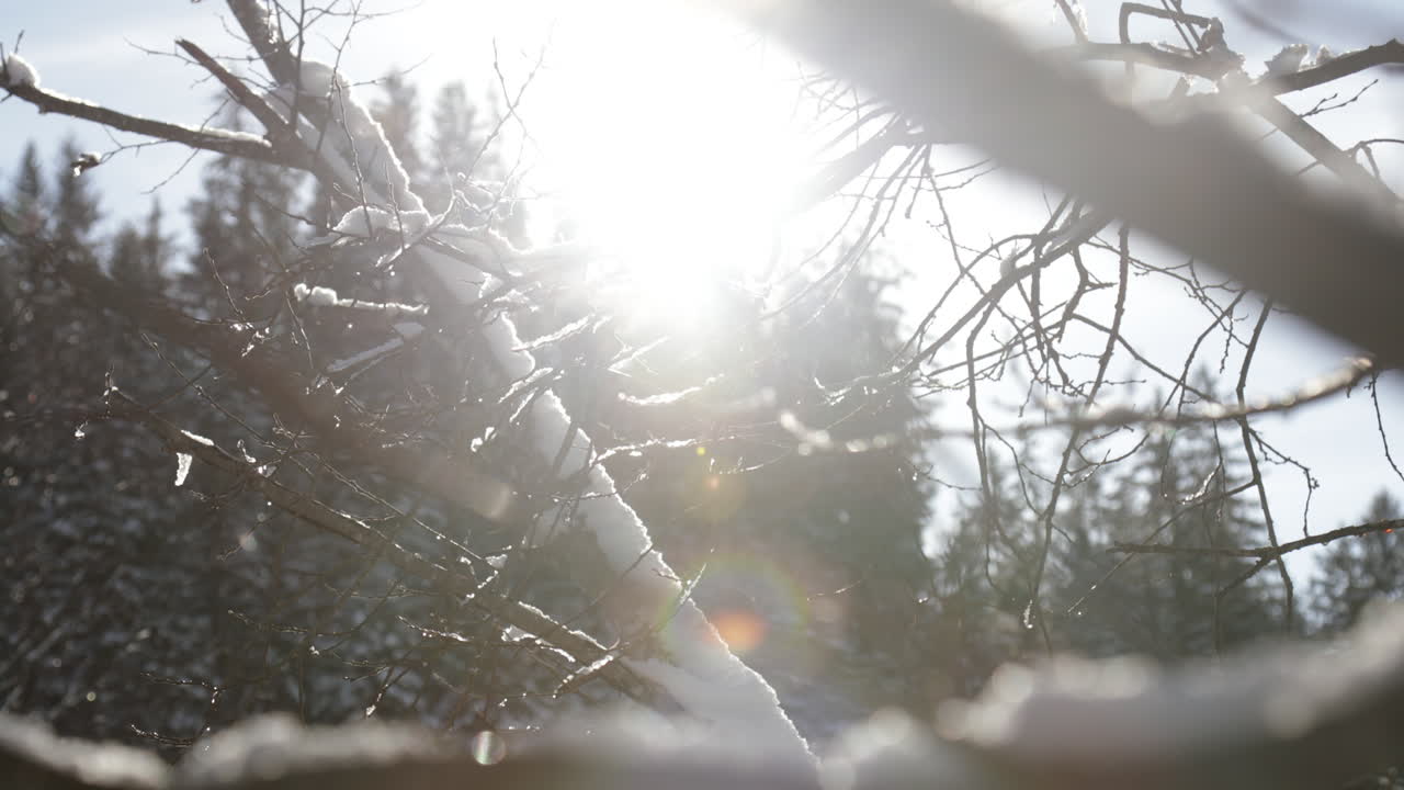 Against-the-sun shot in Gstaad, Switzerland, showing a frosted tree with icy branches, glowing sun flares, and sparkling snow crystals on a clear winter day