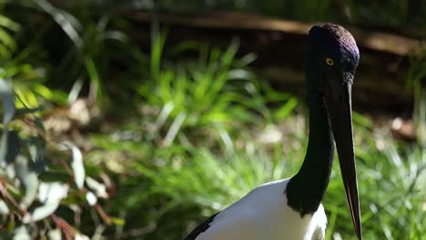 a black-necked stork in a zoo environment