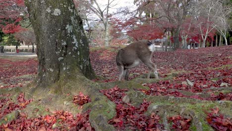 autumn scene in nara japan, red maple leaf cover ground while deer searches for food