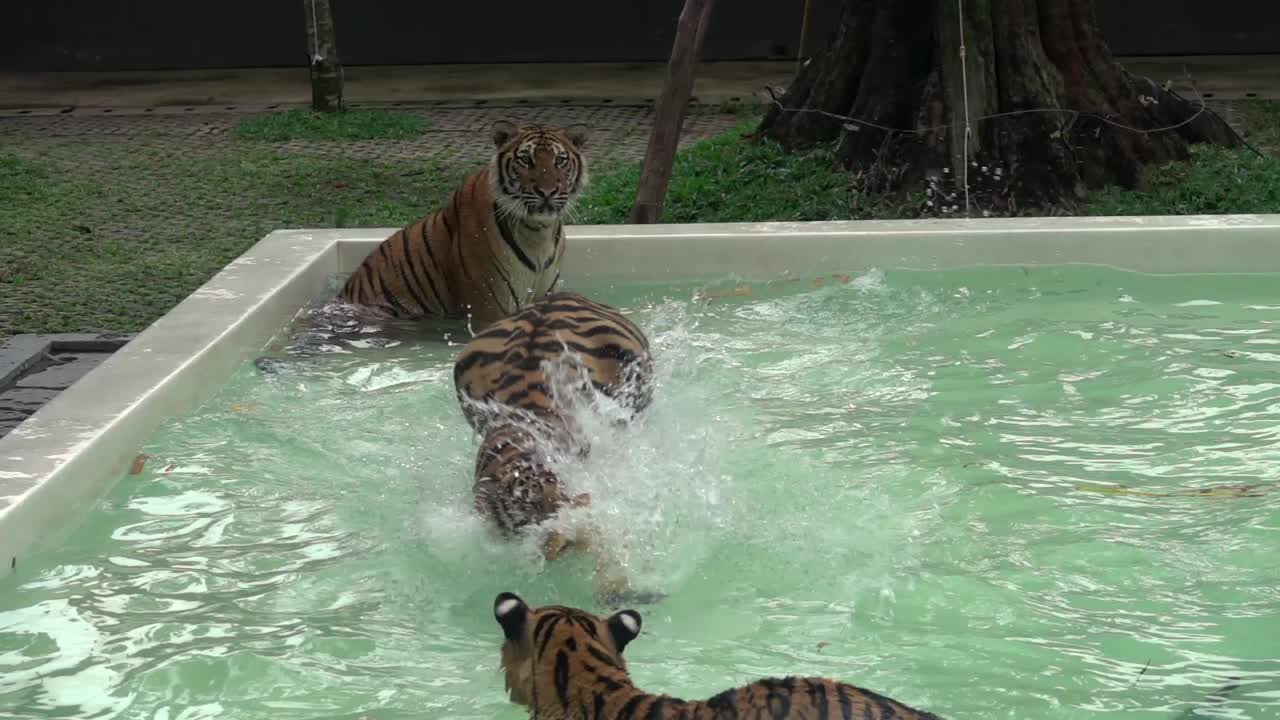 A Tiger pounces and splashing playing with other Tigers in a swimming pool. Filmed in slow motion.