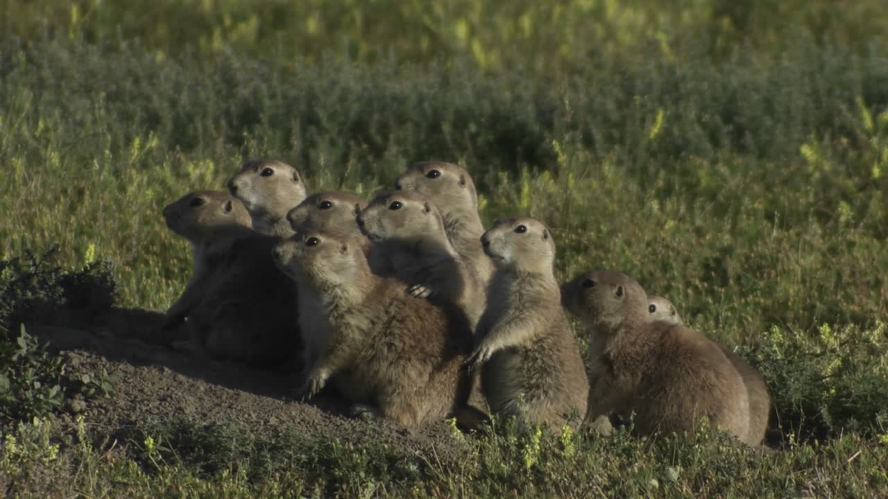 Esquilos-terrestres de Uinta espreitam de seus ninhos subterrâneos no Parque Nacional de Yellowstone