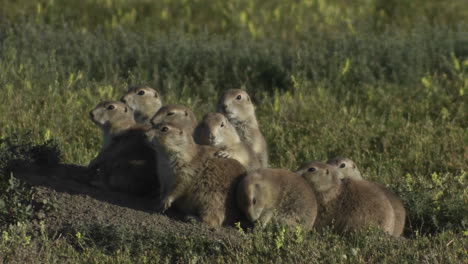 uinta ground squirrels peer from their ground nest in yellowstone national park