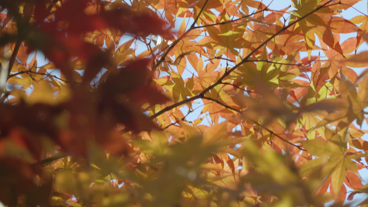 Lush Foliage Of Japanese Maple Trees During Autumn Season In South Korea