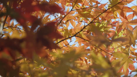 follaje exuberante de arces japoneses durante la temporada de otoño en corea del sur