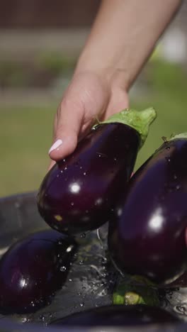 washing organic harvested eggplants for consumption