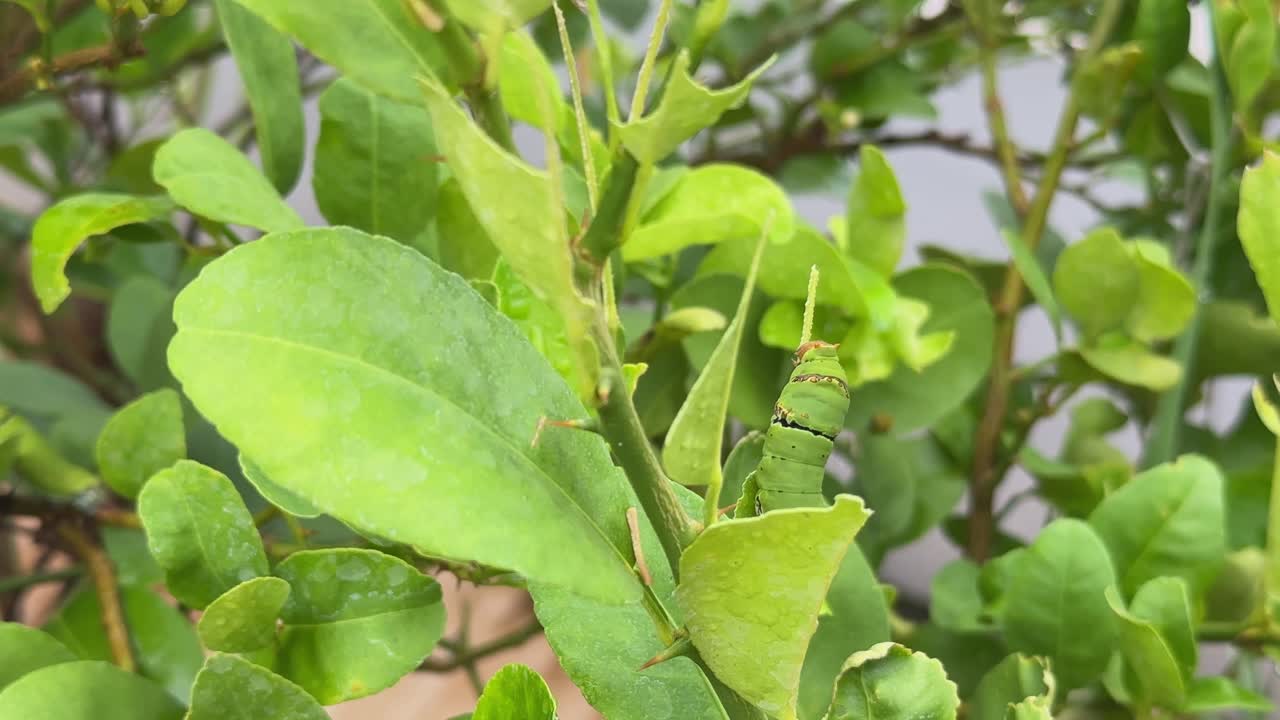 static shot of larval form of various swallowtail butterfly (Papilio cresphontes) also known as the citrus swallowtail (Papilio demoleus) eating the leaves of lemon tree