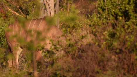 Bushbuck-female-eating-and-walking-behind-the-bushes-at-sunrise