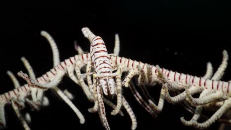 cangrejo crinoide frente a la cámara mientras está en un crinoide, anilao, filipinas 2 de 3 60 fps
