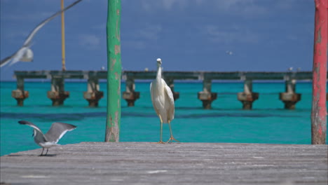 cámara lenta de una gran garceta blanca lijando en un muelle con otras aves en una playa en cancun mexico