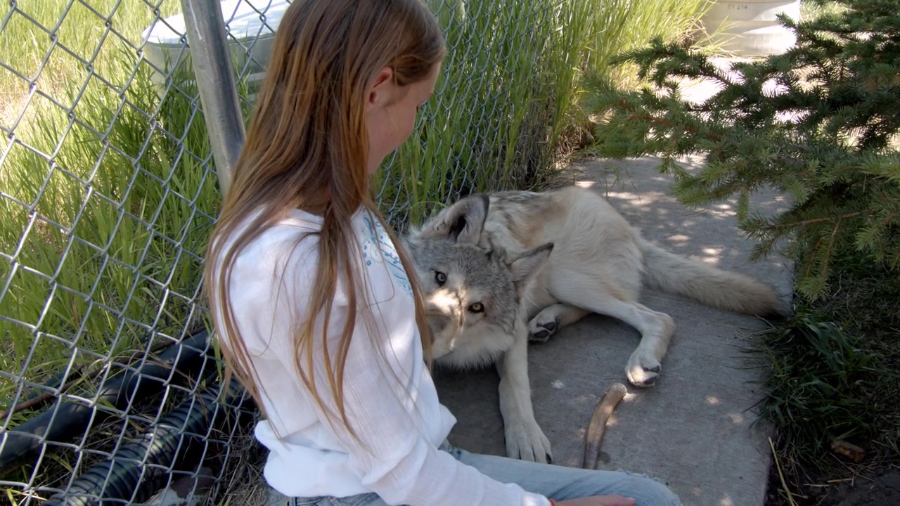 Een grijze wolf genaamd Koa